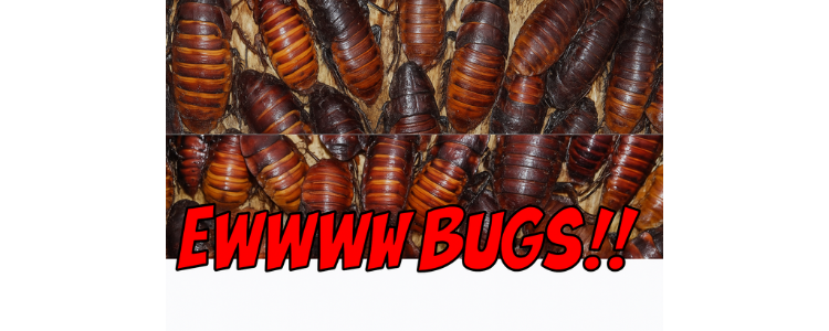 Ewww! Bugs!!